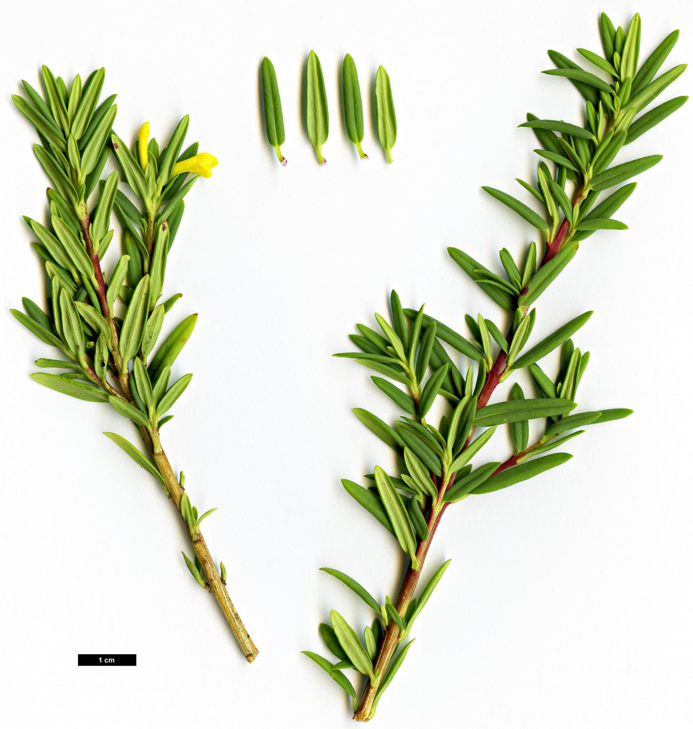 High resolution image: Family: Thymelaeaceae - Genus: Daphne - Taxon: calcicola - SpeciesSub: 'Little Snow Mountain'